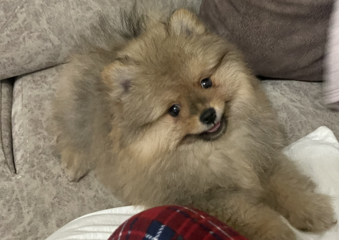 Pomeranian